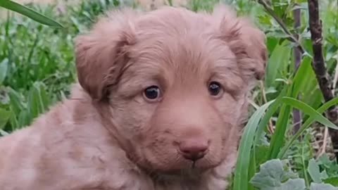 puppies of white husky breed on green grass#shorts #shortsvideo #youtubeshortsvideo #viralvideo