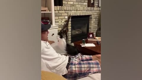 Funniest Animals 😄 New Funny Cats and Dogs Videos 😹🐶