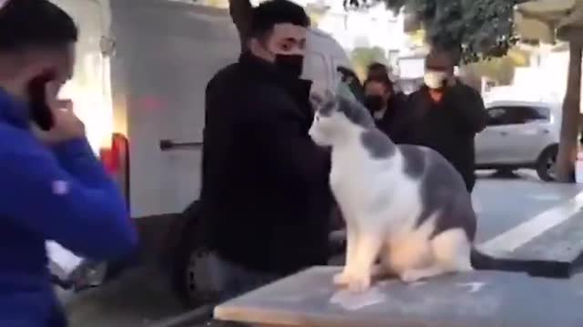 Fighting cat