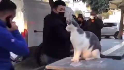 Fighting cat
