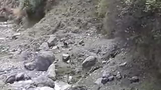 Man vs leopard