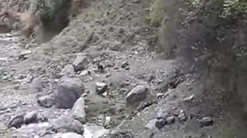 Man vs leopard
