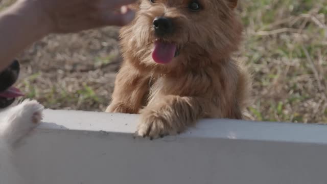 Awesome Furry Dogs Playing