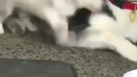 Naughty puppy
