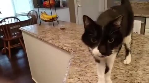 Cat has a crazy deep meow