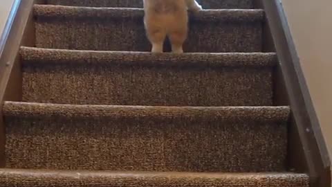 Lovely Baby dog dont need help