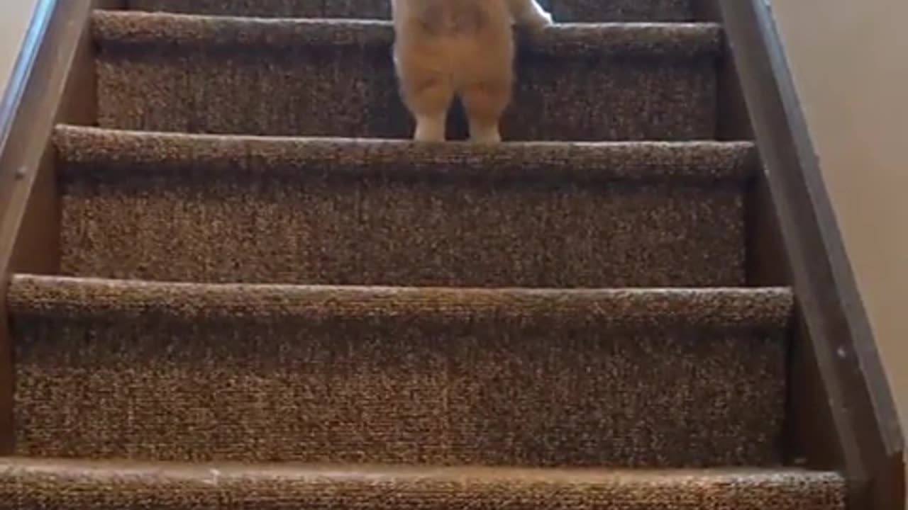 Lovely Baby dog dont need help