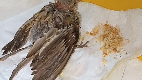 Baby sparrow found badly injured - Life on earth #shorts #Shorts #lifeonearth #life_on_earth