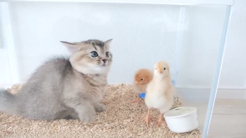 Kitten Kiki didn't want to part with the chicks, so she did something unexpected funniest video