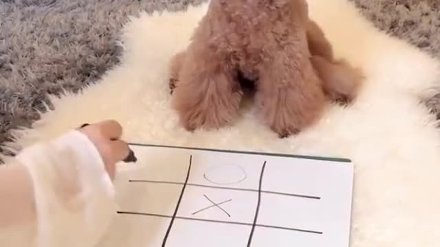 I win, I win #cutedog #funnydogs #dogsoftiktok #funnymoments #doglover #doglovers #puppy #foryoupage