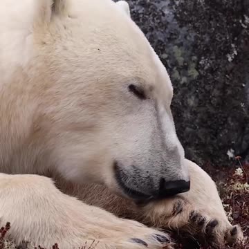 THE COURAGE TO OBEY - DAILY DEVOTIONAL ❤️