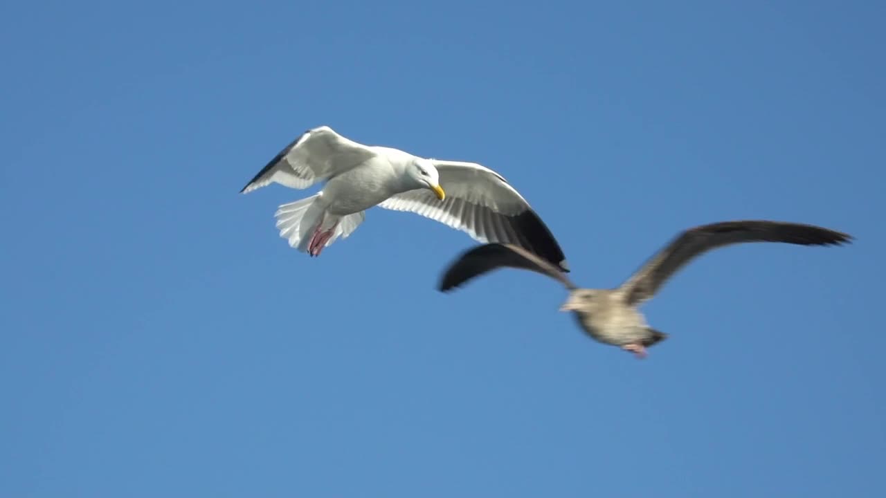 Close Up Footage Of The Bird Flying | beautiful birds flying videos