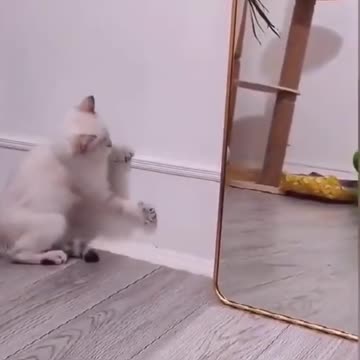 Cat dance - funny like balerina 😆😆