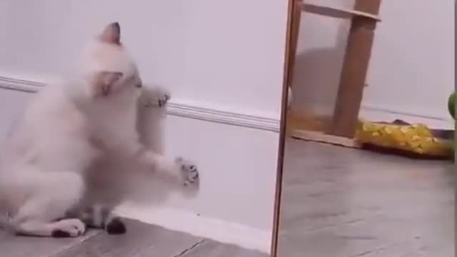 Cat dance - funny like balerina 😆😆