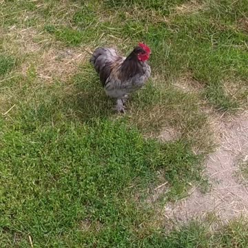 Bebok and Rex 🐓💚🐓🤍