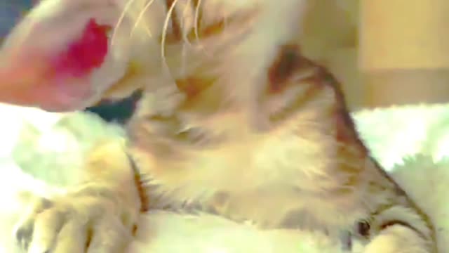 Funny Animal Videos😂 - Best Dogs And Cats Videos 😺😍