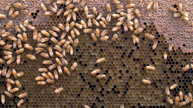 Honey Bees Make Honey ... and Bread? | Deep Look