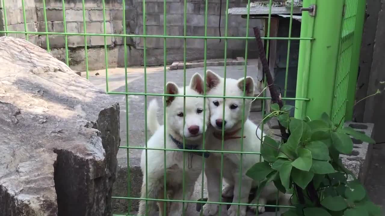 Like Twins baby doggy in Grandma house