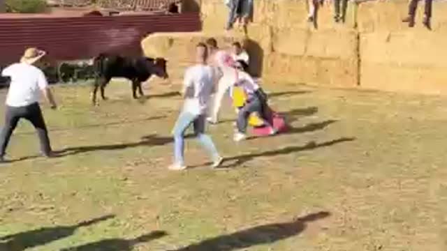 Bulls fighting funny video most exciting highlighted video