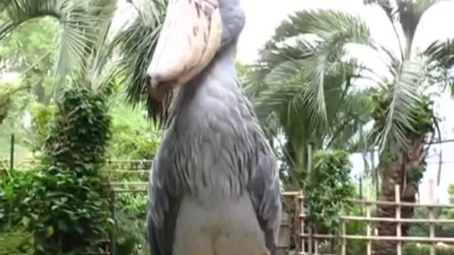 The scariest stork in the world