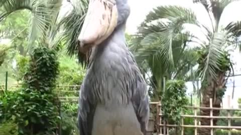 The scariest stork in the world