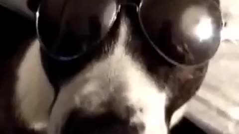 Dog wearing sunglasses