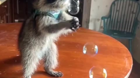 Raccoon trying to catch bubbles..🦝🫧😍