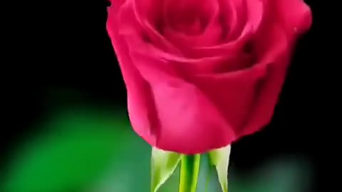Flower 🌹