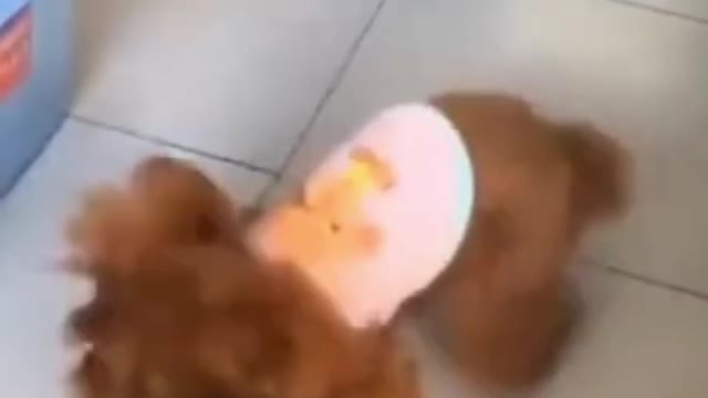 Amazing Baby Dogs -Cute And Funny Dog Videos Compilation #short