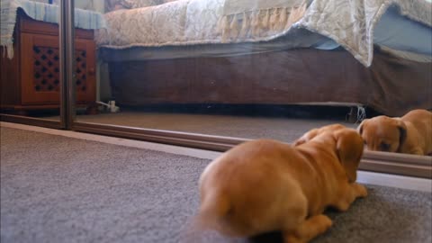 Funny dog play with mirror 2