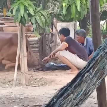 when the man gives birth