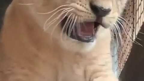 Cute lion