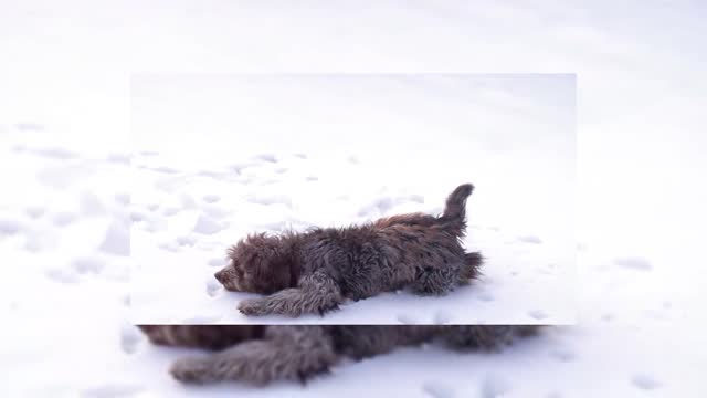 dog in the snow