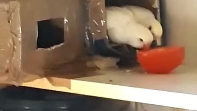 baby budgies eating their meal