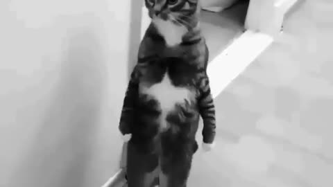 Cat Magic