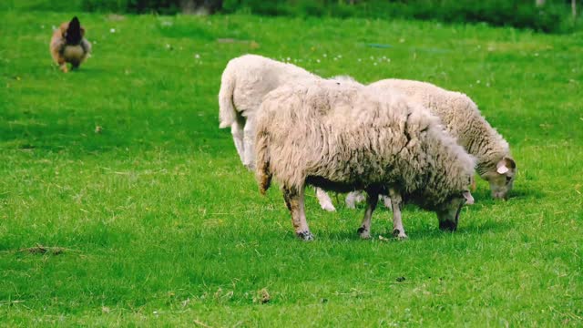 sheep eating green grass