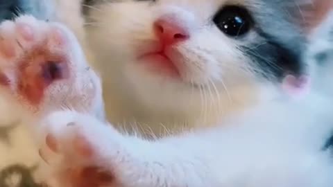 Маленькие котики:)