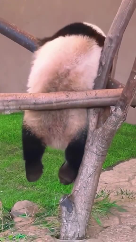 How are pandas not extinct 