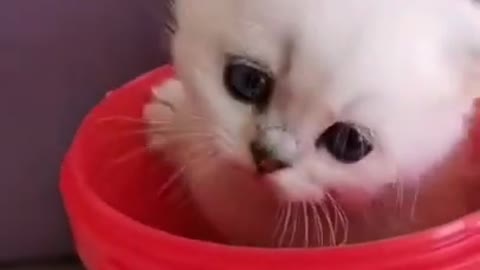 Lovely kittens|funny animal videos 2021|Its haha time