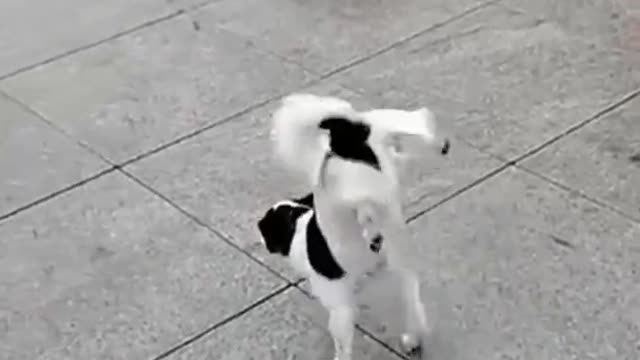 Best funny Cats and Dogs