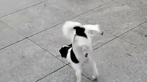 Best funny Cats and Dogs