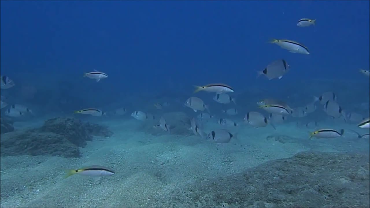 ECHINODERMS SEA STAR TIME LAPSE EATING DEAD Fish SD