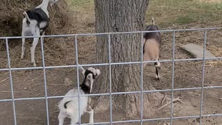 Goats in Trees