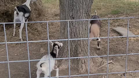 Goats in Trees