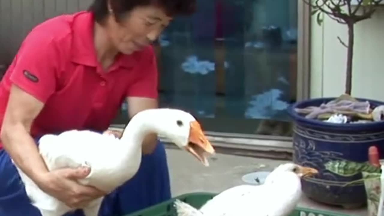 Mother goose cried for help from humans to save her baby