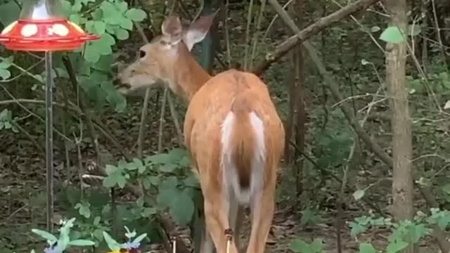 Look at who is enjoying our birdseed 🐦 🦌