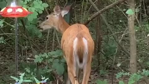 Look at who is enjoying our birdseed 🐦 🦌