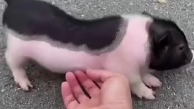 Cute aimals | Funny animal videos | Cute animel