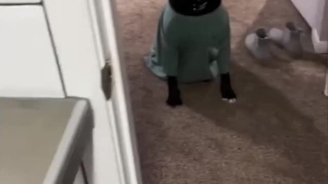 Funny animals videos. cats and dogs fails. #shorts #tiktok #funnyvideos