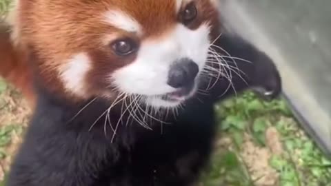 Red Panda feeding time 🥰